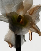Vanilla Flowers Scent