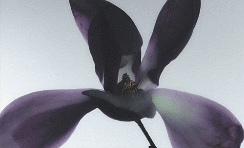 GIF of magnolia, musk, tangerine + bulgarian rose. GIF of magnolia, musk, tangerine + bulgarian rose.