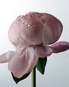 Lil Miss Wonderful Scent