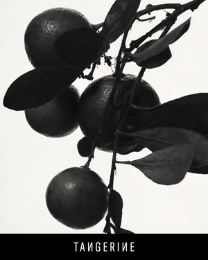 A black and white closeup of a tangerine branch. 