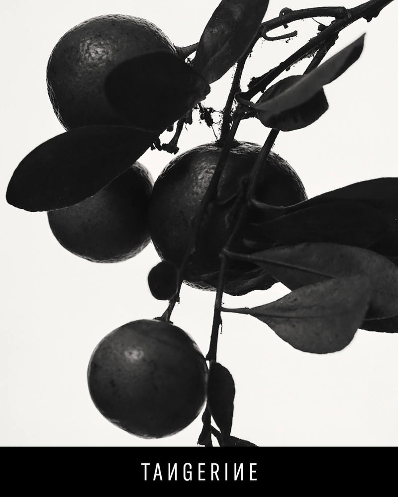 A black and white closeup of a tangerine branch. 