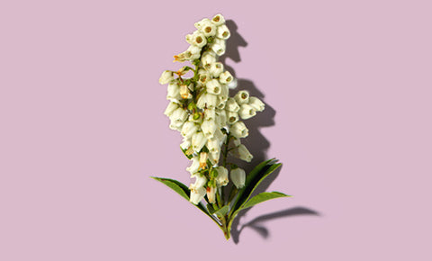 Ingredient image of lily on a lavender background.