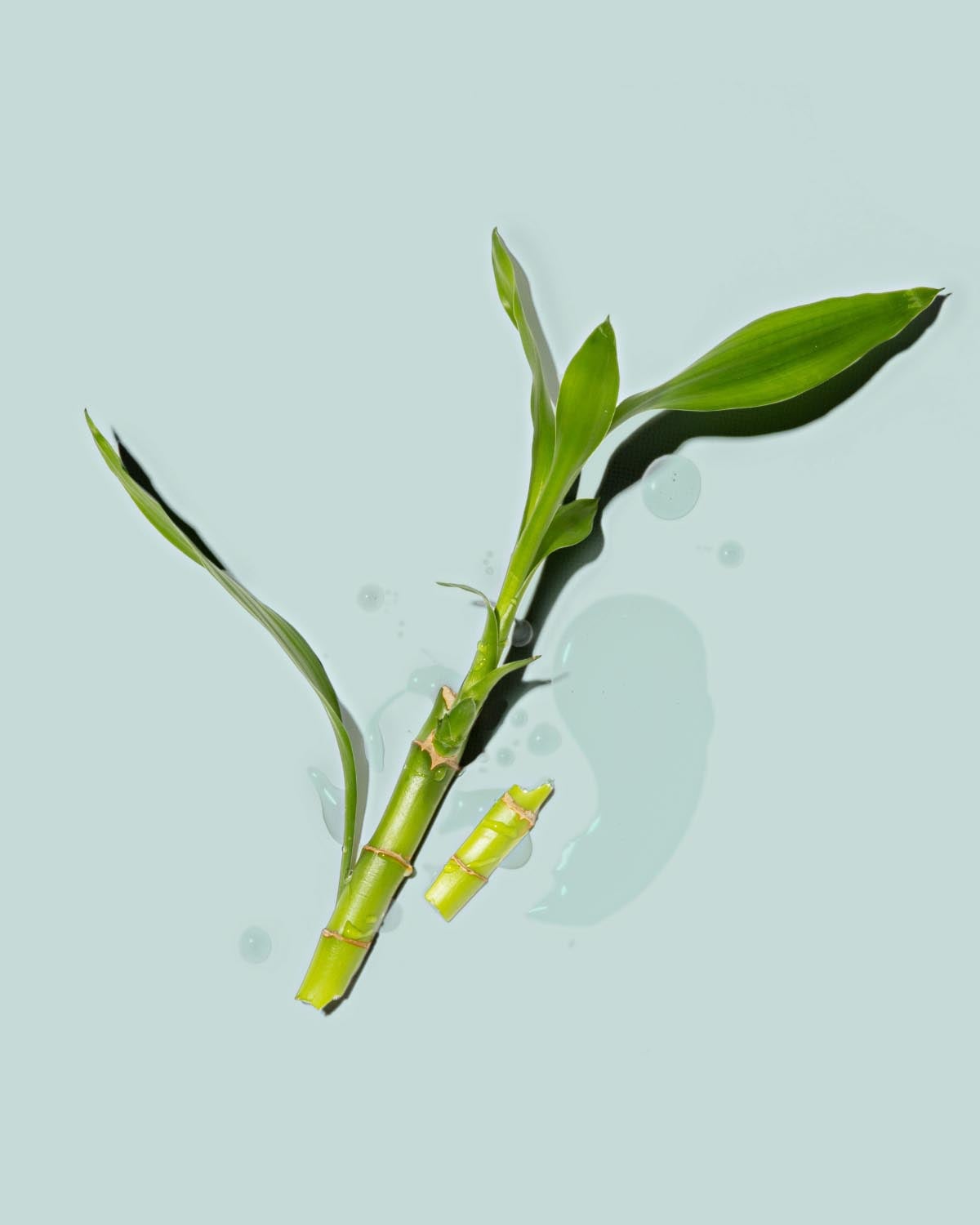 Bamboo Sap Water