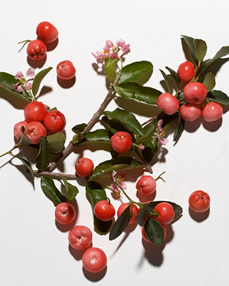 Barbados Cherry (Acerola) & Wild Cherry Extracts