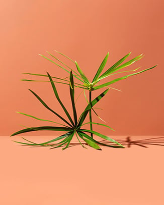 Cyperus Papyrus Leaf Cell Extract